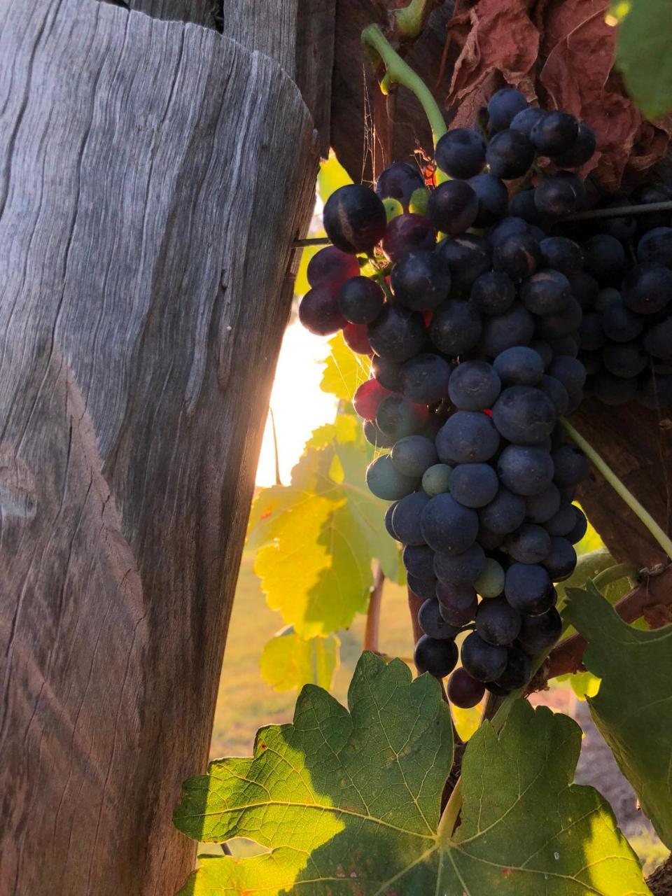Emma'S Cottage Vineyard ラブデール エクステリア 写真